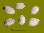 Okřehek. Ilustrační foto příkladu semen vlhkomilných rostlin z pražských nálezů (V. Čulíková).